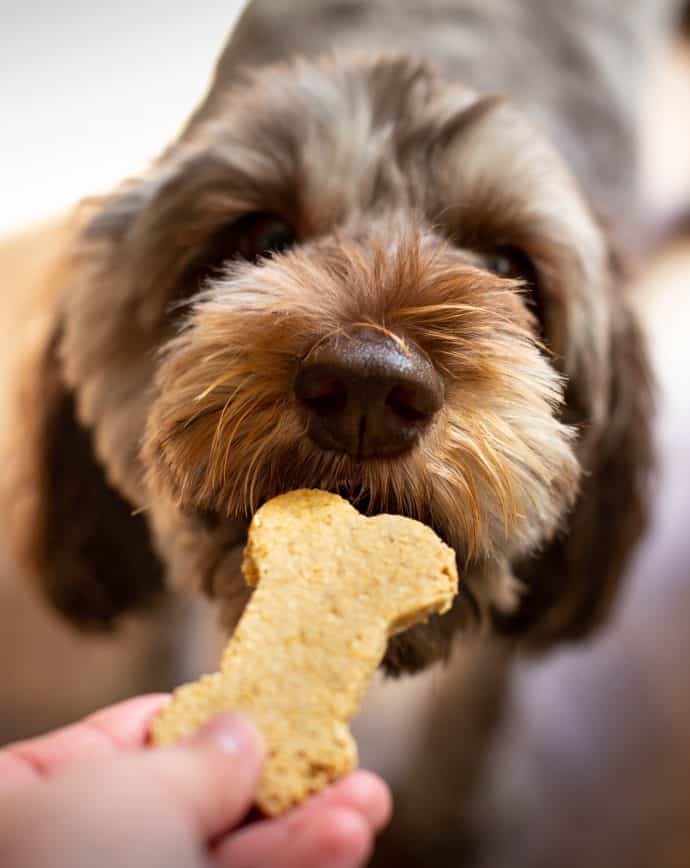 Chester eating a cookie - A Virtual Vegan 