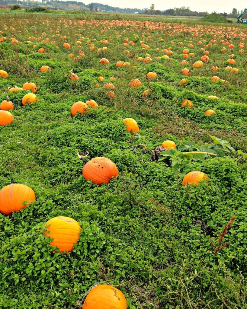 pumpkin patch copy