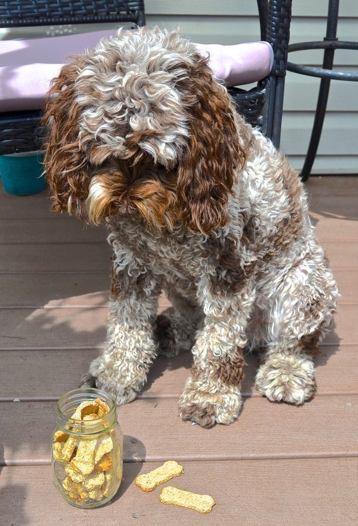 Make your dog's day by baking some healthy, 3 ingredient, wheat-free & dairy-free Sweet Potato Dog Treats!